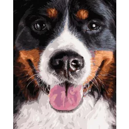   Berni pásztorkutya - számfestő keretre feszítve (40x50cm)