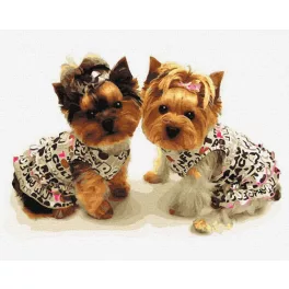 Cuki Yorkie - számfestő keretre feszítve (40x50cm)